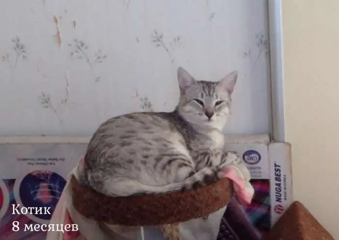 Кошки ищут дом, фотография 3