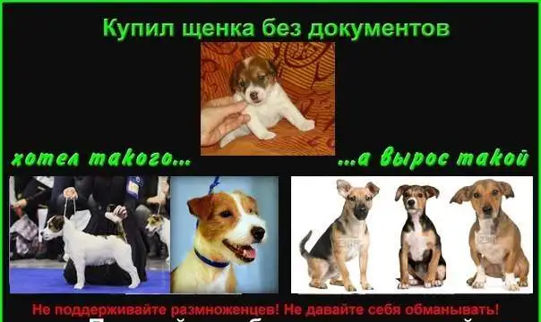 Щенки джек рассел терьер, фотография 9