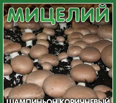 Мицелий для выращивания грибов Шампиньонов, фотография 11