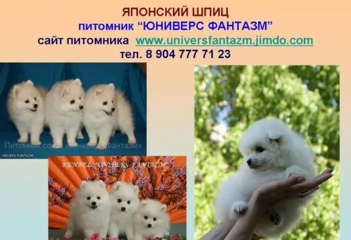 Белоснежные щенки японского шпица, фотография 1