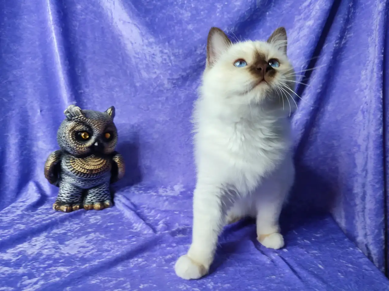 Котенок священной бирмы, фотография 2