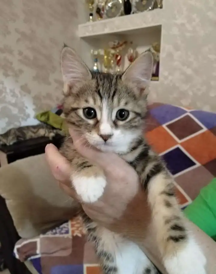 Котёнок Курильского бобтейла, фотография 2
