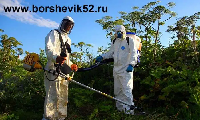 Продающий сайт Анти-Борщевик, фотография 3