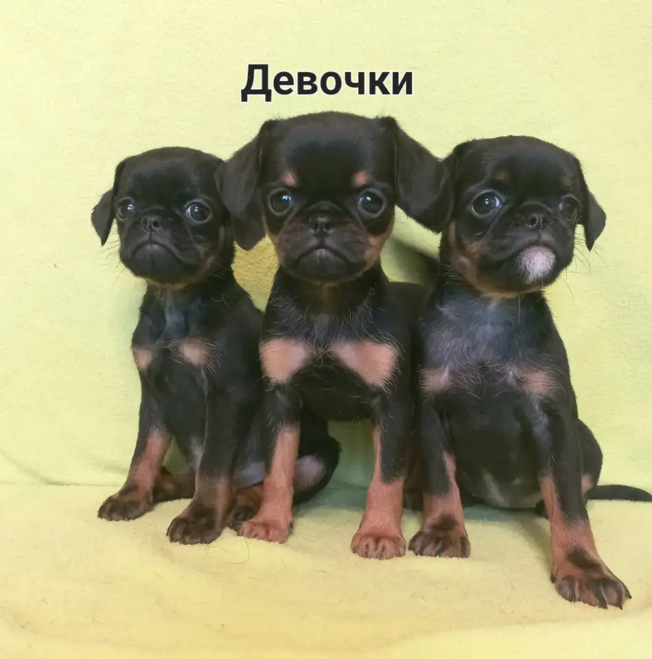 Три дюймовочки пти брабансона., фотография 7