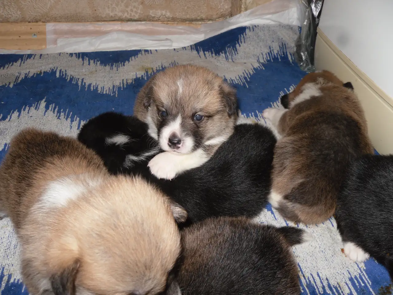 Щенки Вельш корги пемброк, фотография 2