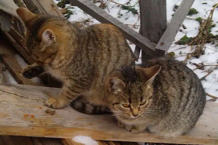 Котята ловят мышей, фотография 3
