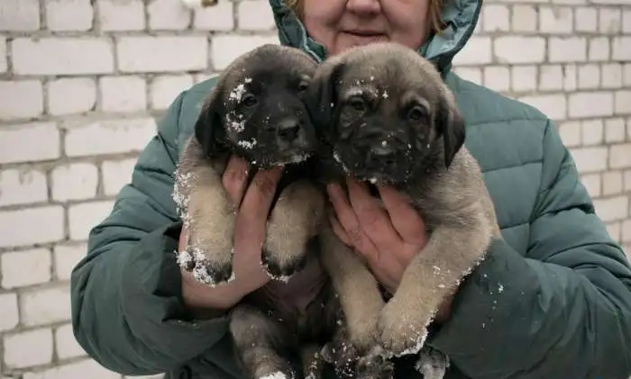Щенки кангальской овчарки, фотография 1