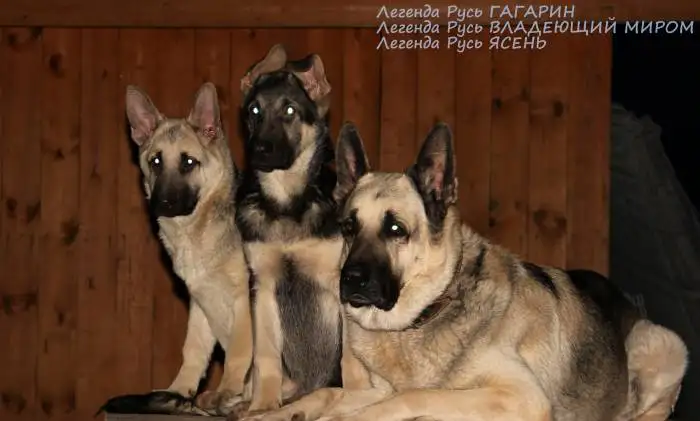 Восточноевропейские овчарки, фотография 1