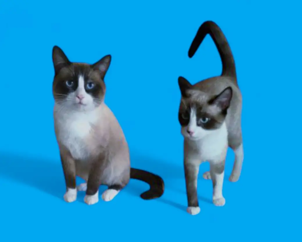 Сиамский котенок, фотография 1