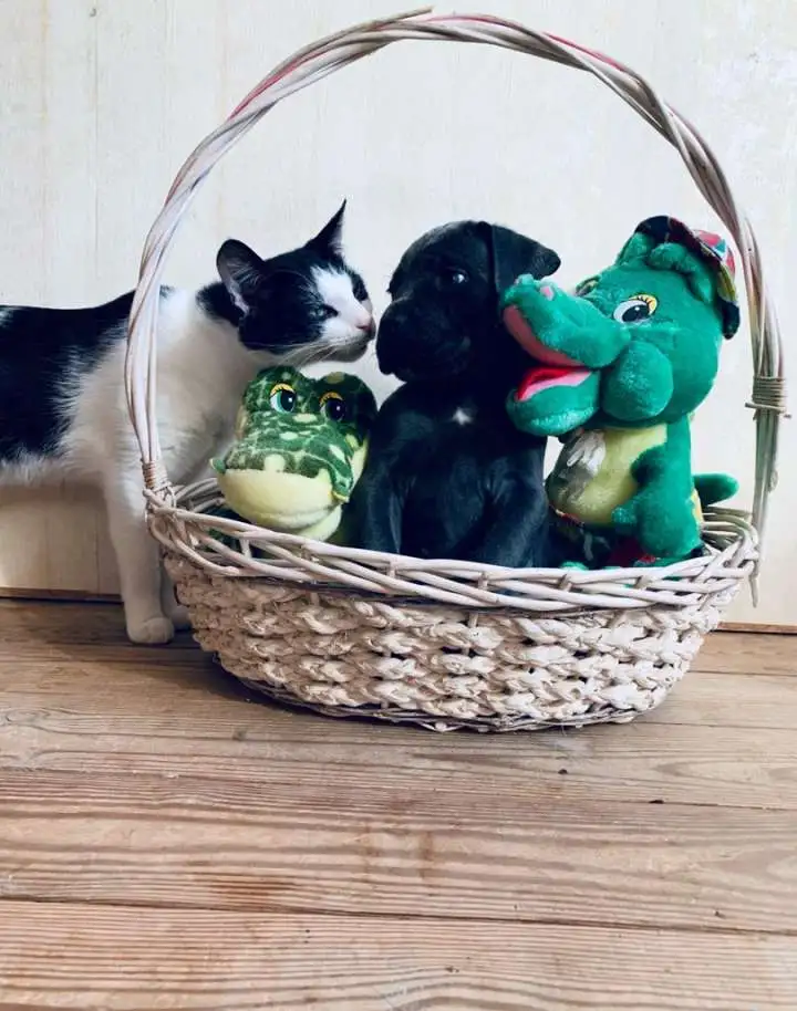 Щенки Кане Корсо из питомника, фотография 2