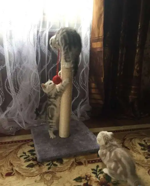 Продам шотландских котят, фотография 4