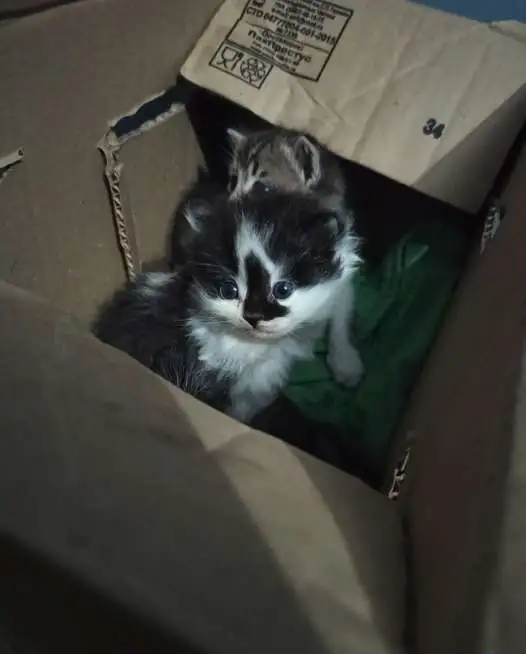 Котята в добрые руки, фотография 2