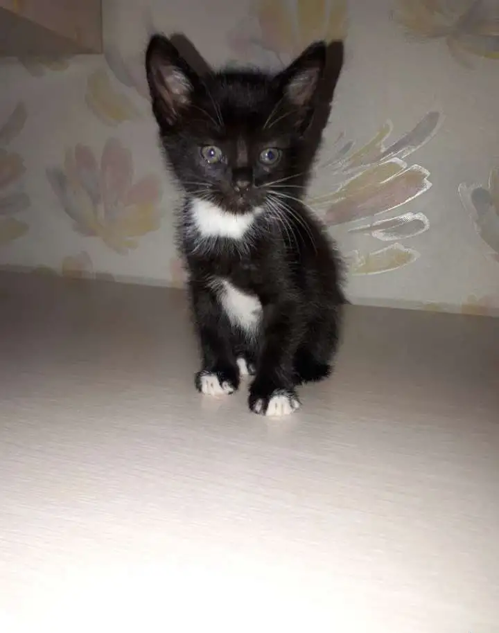 Игривые и Добрые котята, фотография 5