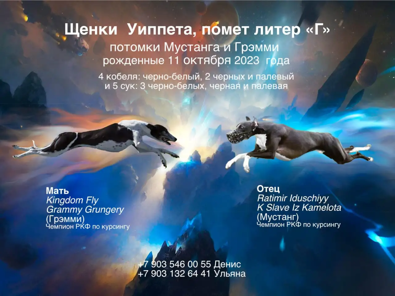 Щенки Уиппета, фотография 12