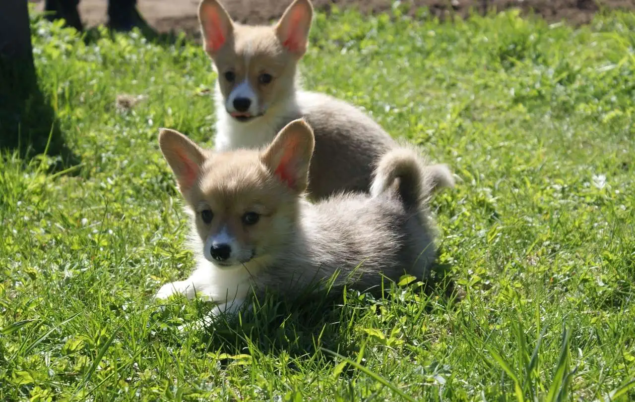 Щенки Вельш Корги Пемброк, фотография 7