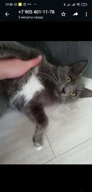 Котенок полубританка и корма на год в подарок, фотография 2