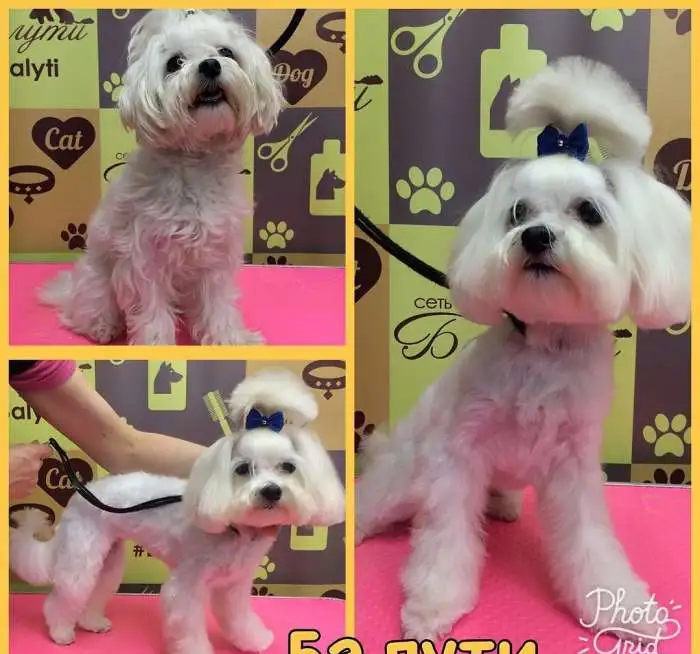 Бесплатная стрижка собак, кошек, животные, фотография 4