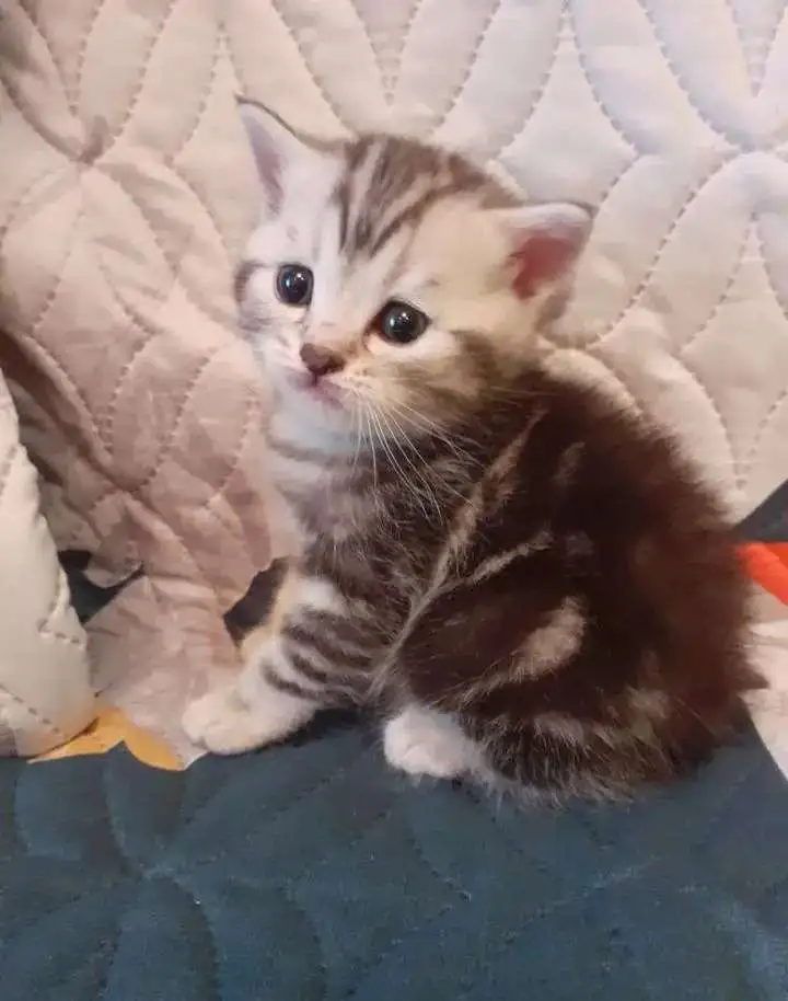 Плюшевые котята, фотография 4