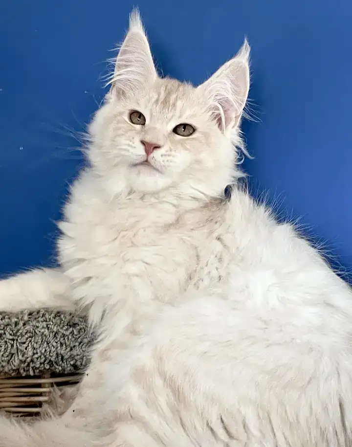 Высокопородный котёнок Мейн Кун, фотография 3