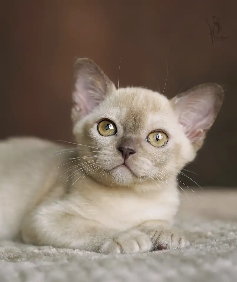 Европейская Бурма котята шоколадная Девочка, фотография 4