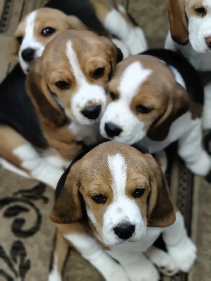 Щенки  бигль, продажа, фотография 4