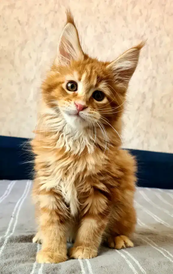Мальчик мейн кун, фотография 2