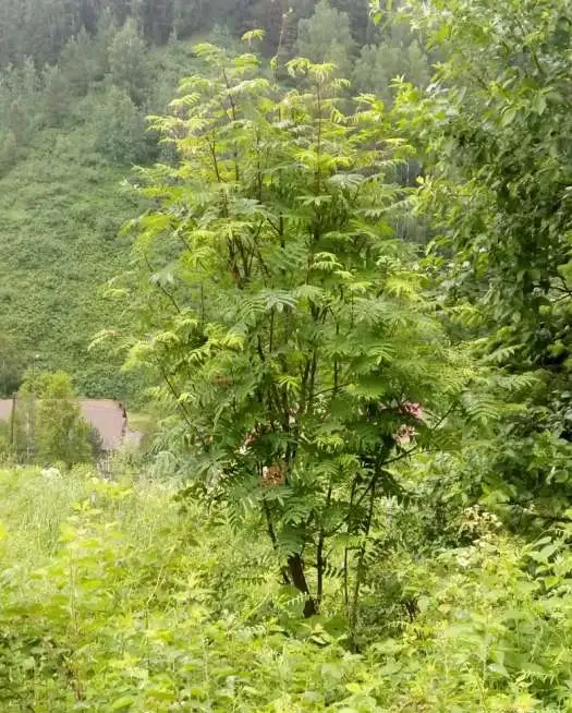 Саженцы Рябины, фотография 1