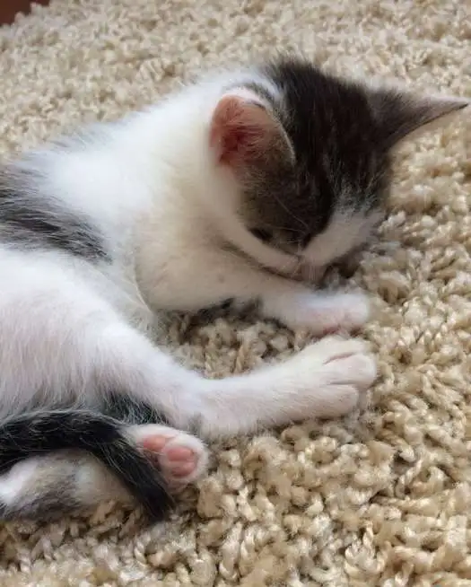 Котенок, фотография 1