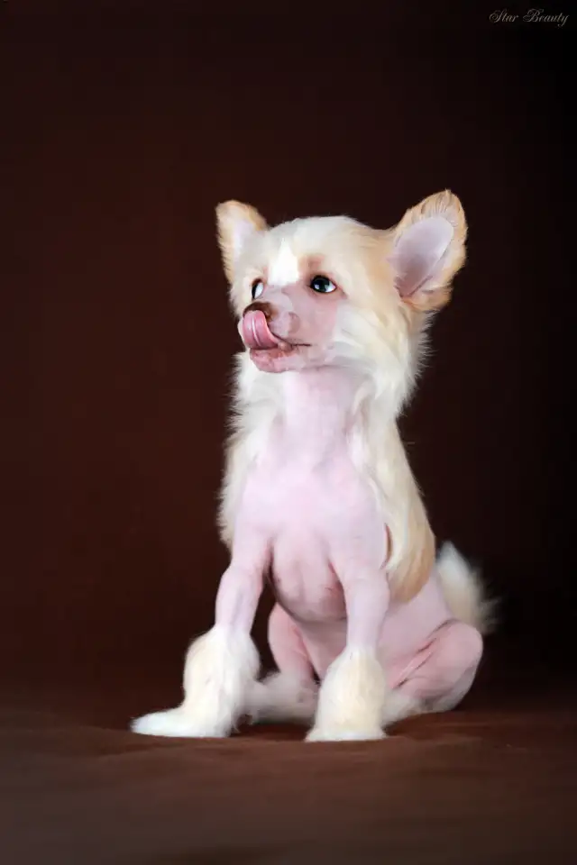 Красивый голый мальчик КХС, фотография 1