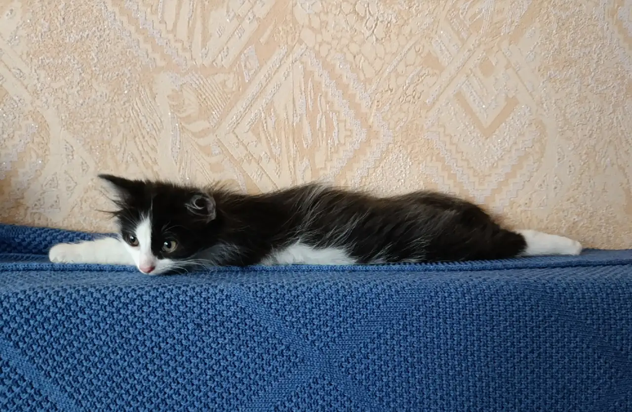 Котик в добрые руки, фотография 4