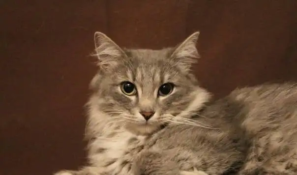 Кот в добрые руки, фотография 3