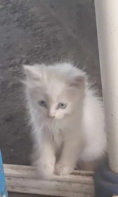 Отдам котят бесплатно, фотография 2