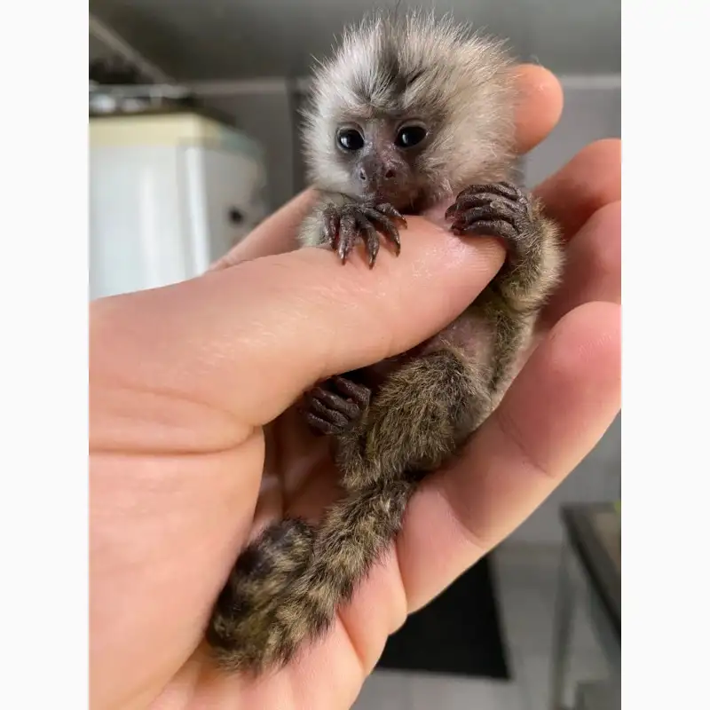Отдам даром Ручная обезьянка игрунка, фотография 1