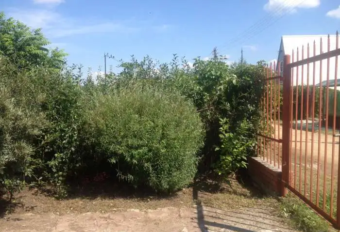 Субботник и прополка на садовом участке, фотография 1