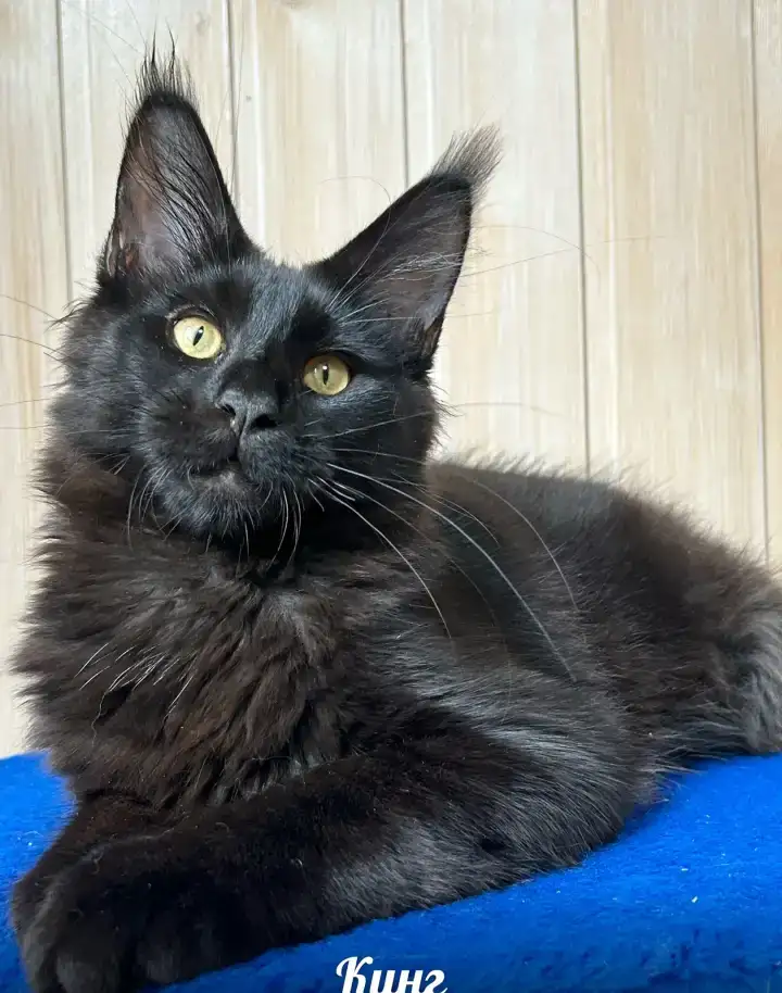 Котята Мейн Кун, фотография 5