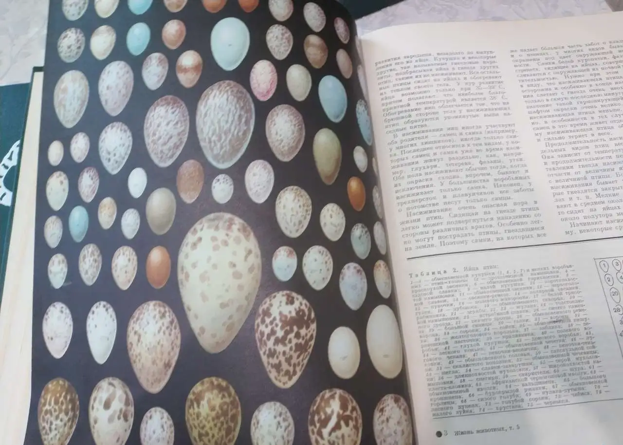 Энциклопедия Жизнь животных 1968 ред Зенкевич 6 томов 7 книг Красочные иллюстрации формат A4 цвет томов зелёный фауна, фотография 15