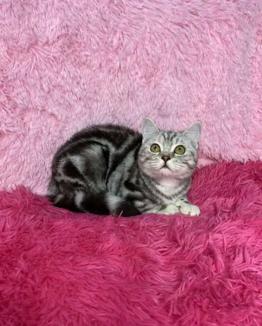 Британские котята, фотография 2