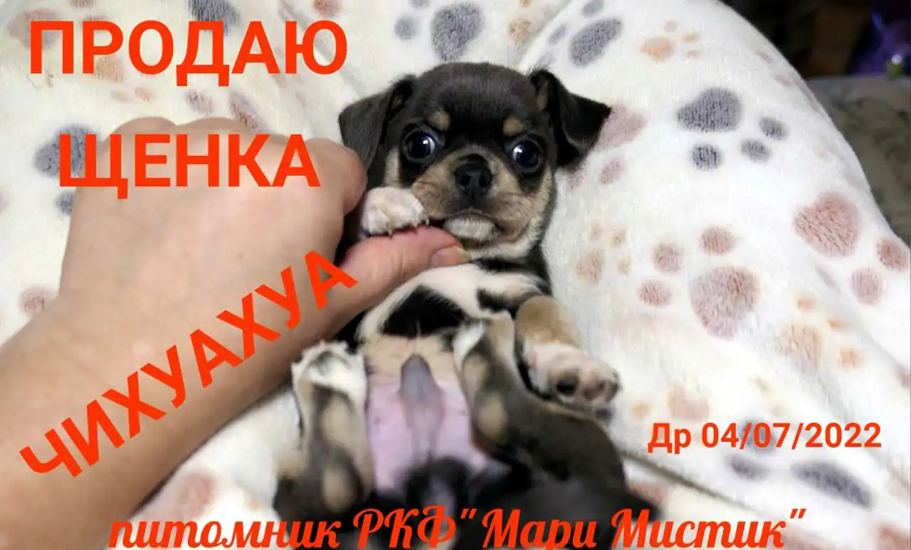 Щенки чихуахуа разного возраста, пола и окраса, фотография 7
