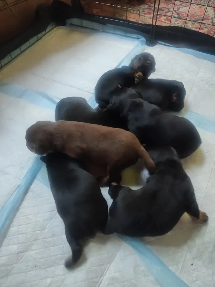 Продам элитных щенков от рабочих родителей, фотография 1