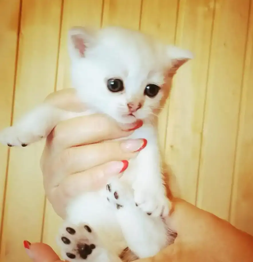 Продаются котята Шотландской породы, фотография 4