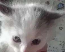 отдам в дорые руки котят, фотография 3