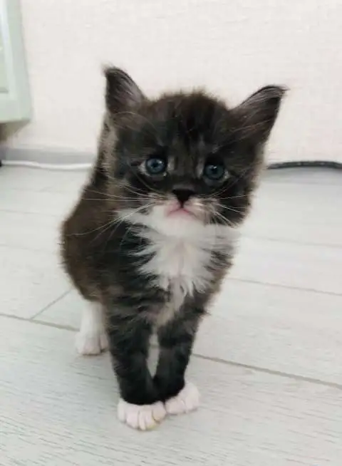 Продаются котята мейн-куна, фотография 7