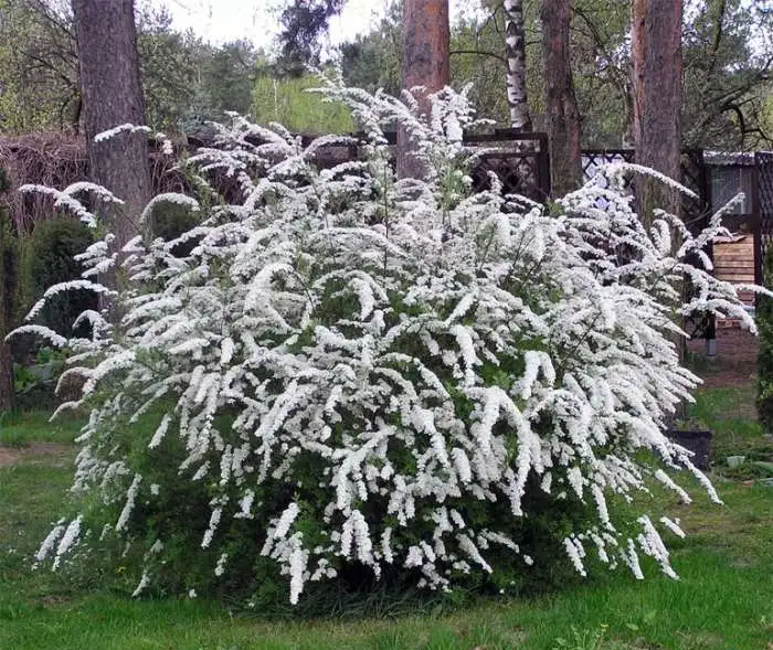 Спирея Серая, фотография 1