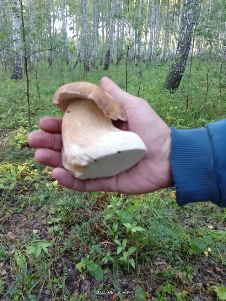 Продам рыжики опята другие грибы., фотография 15
