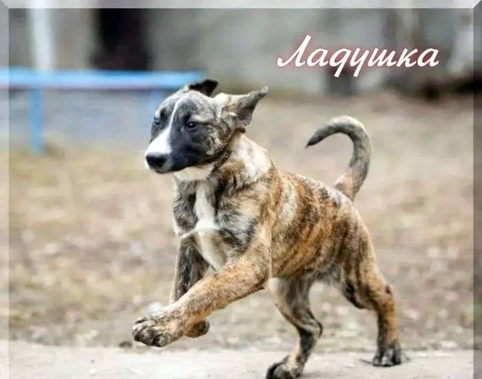 Шикарная метисочка в дар, Ладушка, фотография 4
