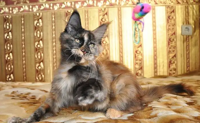 Кошечка мейн-кун шоу-класса из питомника, фотография 1