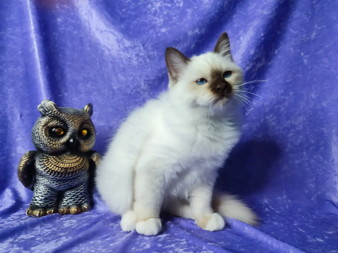 Котенок священной бирмы, фотография 3