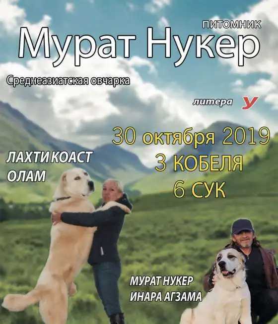 Продажа щенков среднеазиатской овчарки (алабай), фотография 1