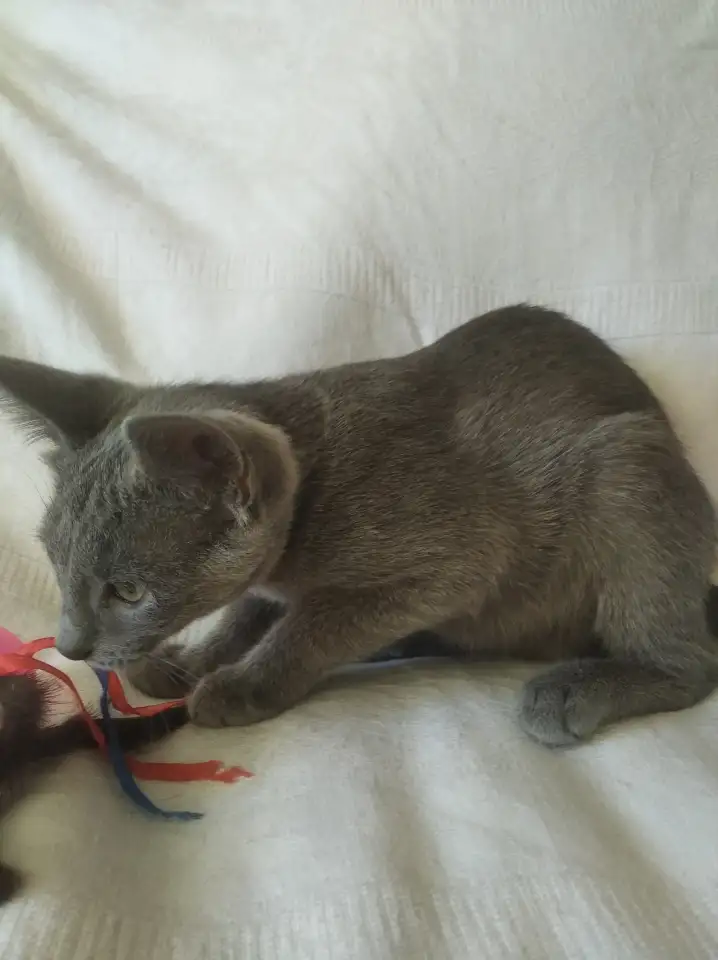 Котята, фотография 3