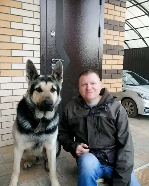 Вязка собаки овчарка Вео, фотография 3